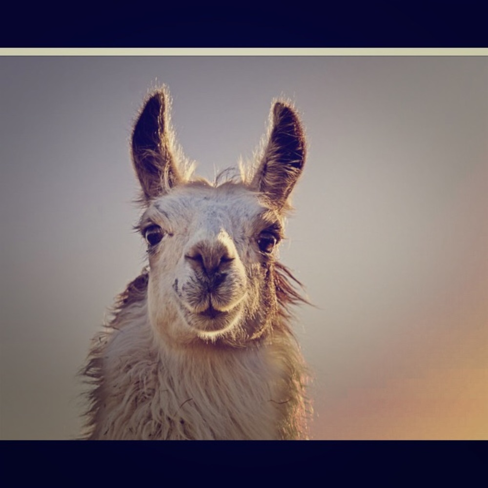 Meet your Posher, LlamaCloset!